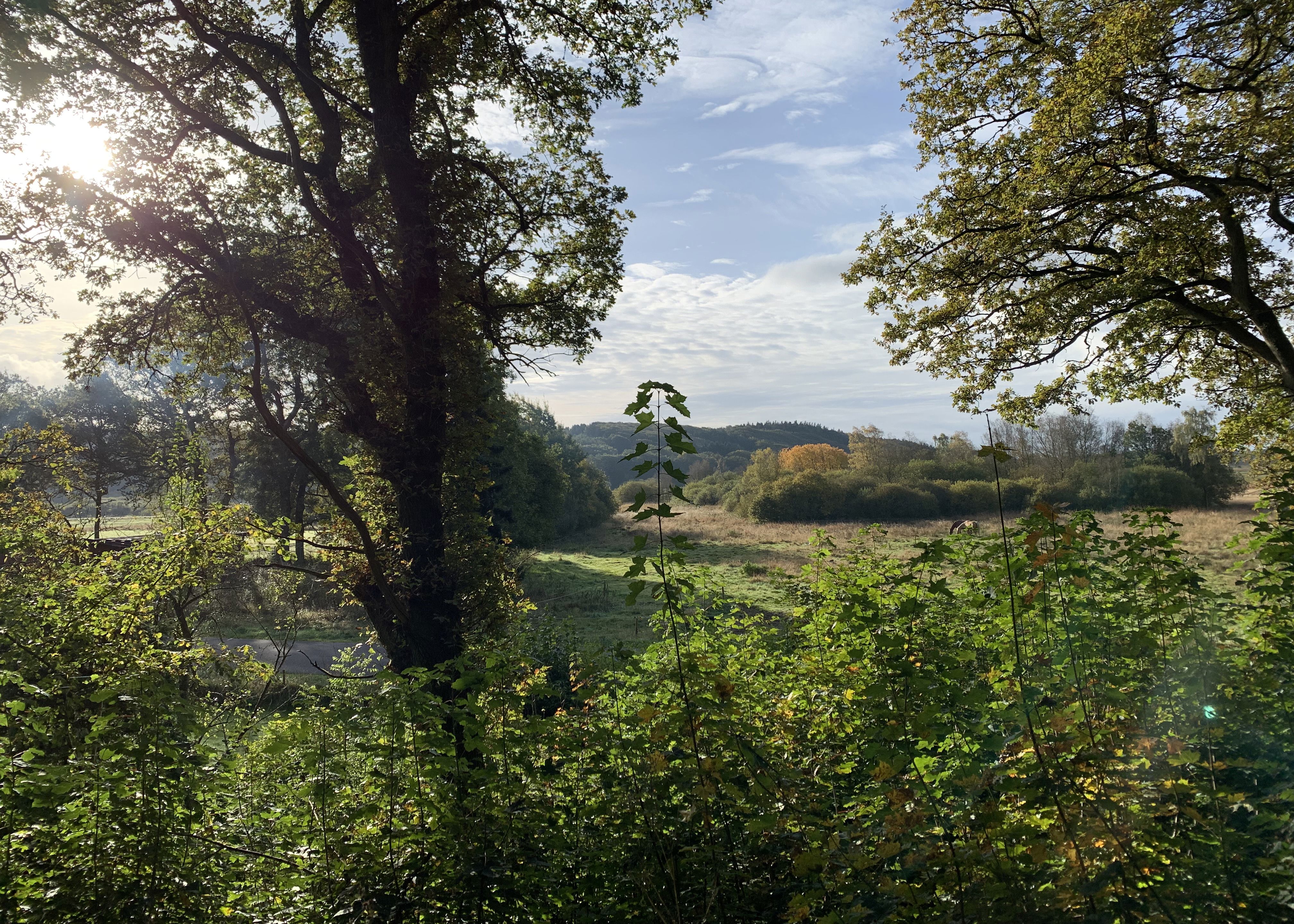 Ådal og træer. En smuk sommer dag.