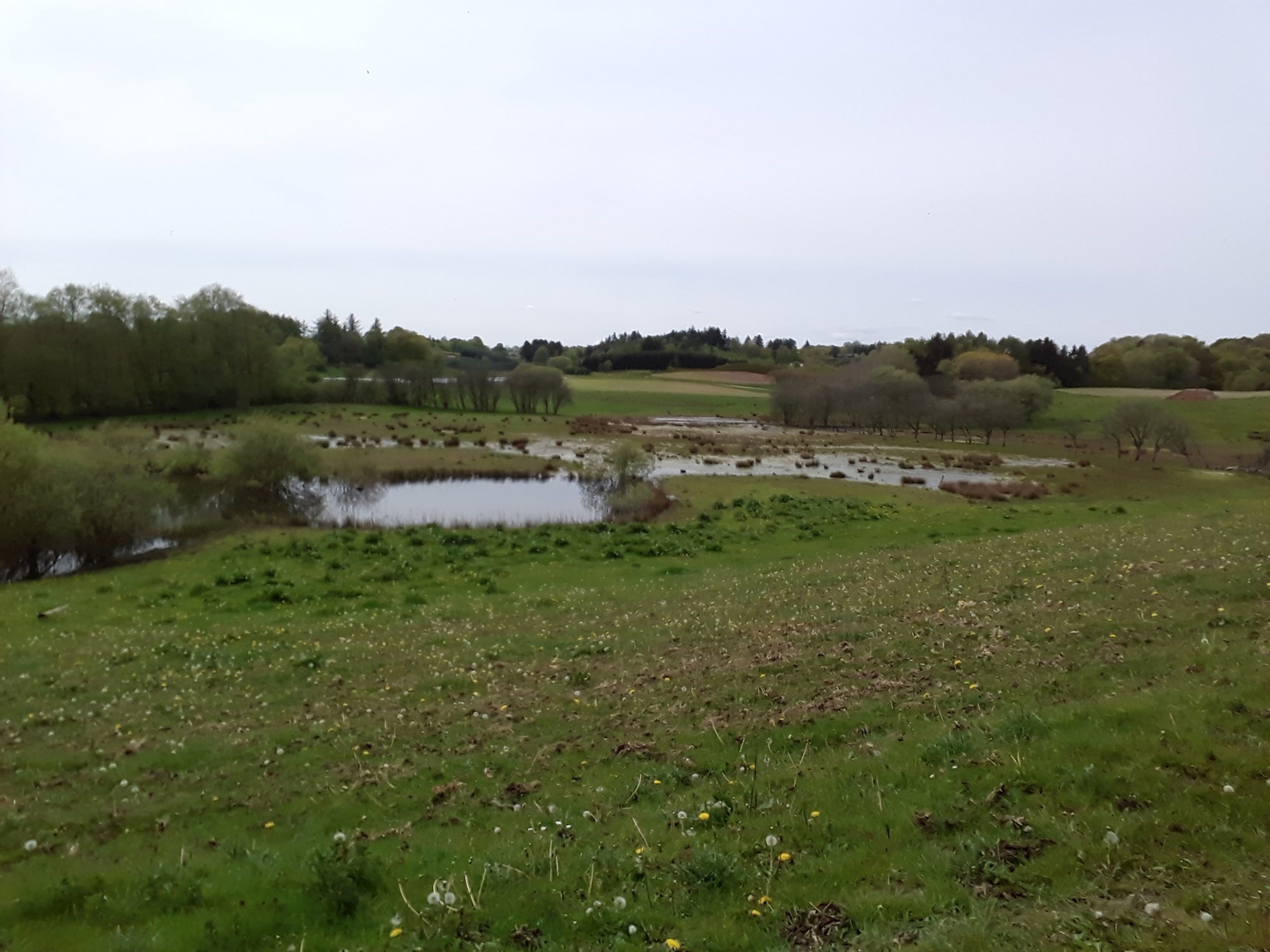 Forårs eng med mose