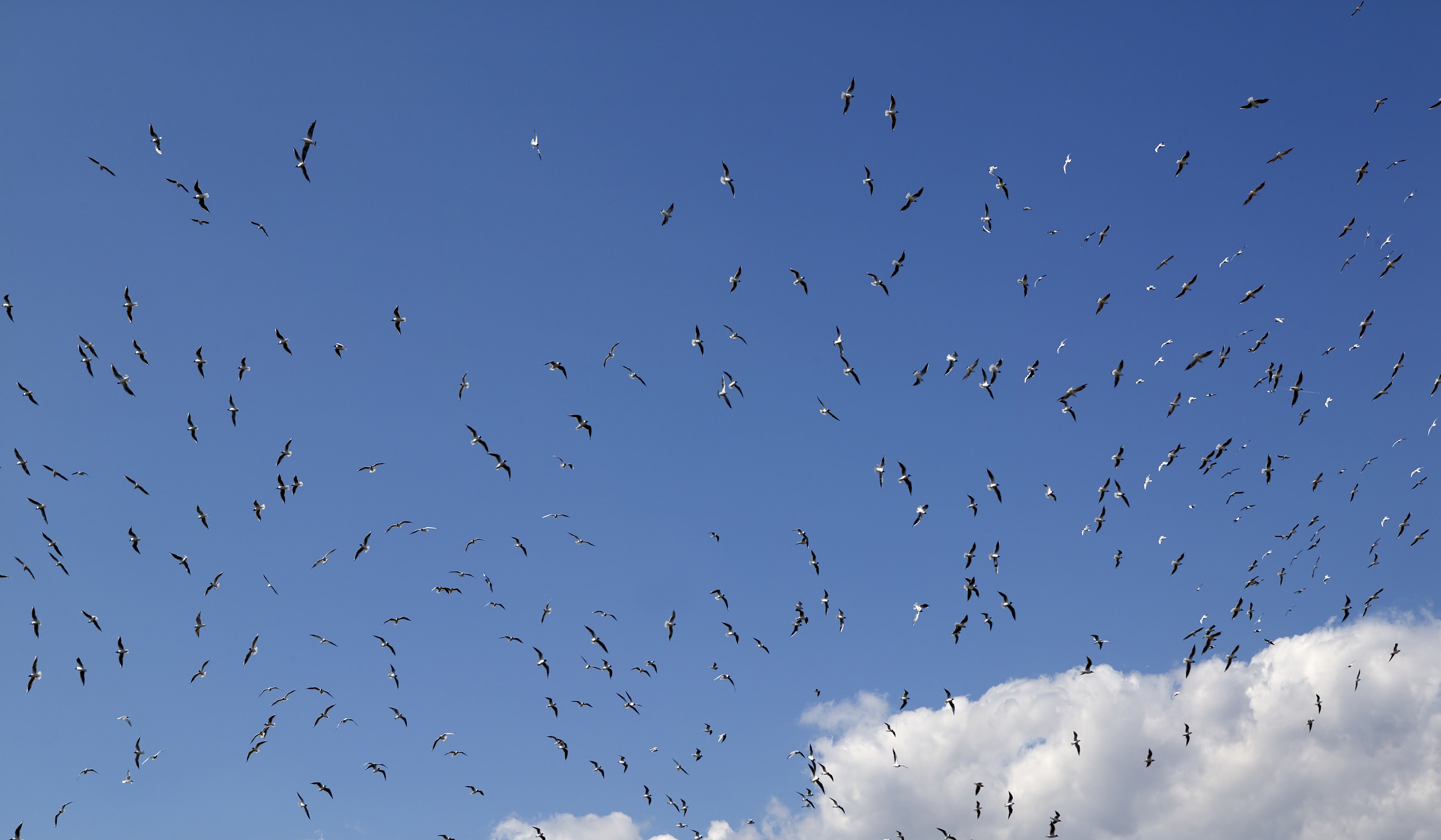 Mange fugle på himlen